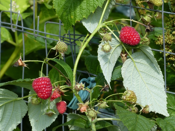 'Zefa 3' Früchte